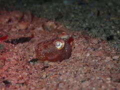 Sepiadarium austrinum