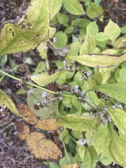 Solidago flexicaulis