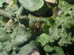 Megabunus diadema