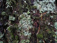 Mycoblastus sanguinarius