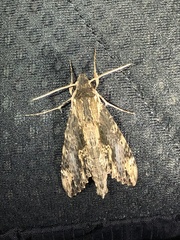 Erinnyis oenotrus