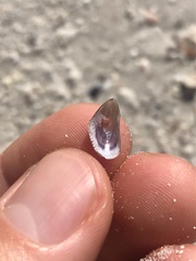 Brachidontes exustus