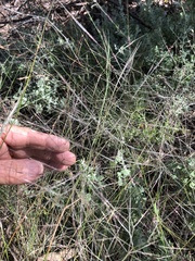 Austrostipa elegantissima