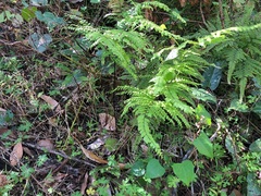 Adiantum formosum