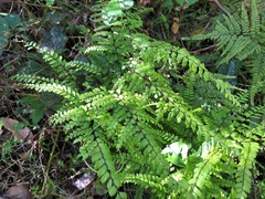 Adiantum formosum