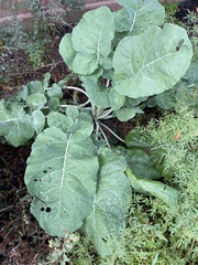 Brassica oleracea