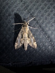 Erinnyis oenotrus