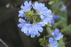 Scaevola crassifolia