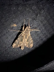 Erinnyis oenotrus