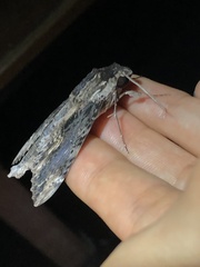 Erinnyis oenotrus