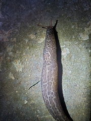 Limax maximus