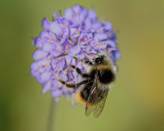 Bombus pratorum