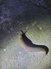 Limax maximus