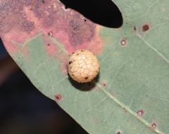 Acraspis pezomachoides