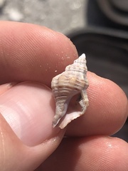 Vokesinotus perrugatus