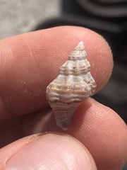 Vokesinotus perrugatus