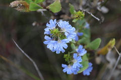Scaevola crassifolia