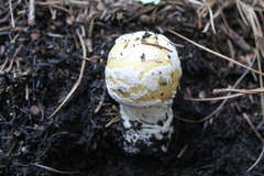 Amanita junquillea