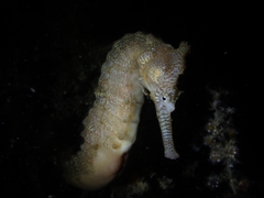 Hippocampus subelongatus