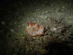 Goniobranchus