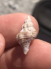Vokesinotus perrugatus