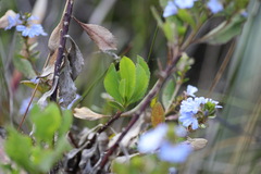 Scaevola crassifolia