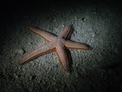 Astropecten