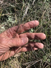 Austrostipa elegantissima