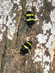 Prepopharus bitaeniatus