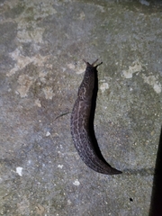 Limax maximus