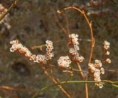 Limonium gmelinii