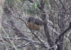 Stipiturus malachurus