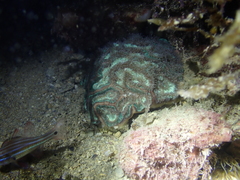 Australophyllia wilsoni