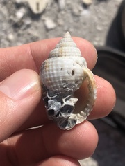 Cancellaria reticulata