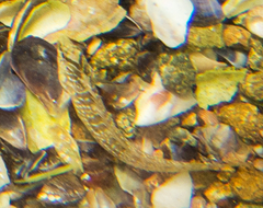 Salaria pavo