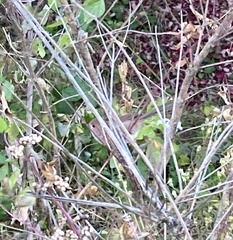 Sinosuthora webbiana