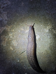Limax maximus