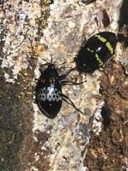 Prepopharus bitaeniatus