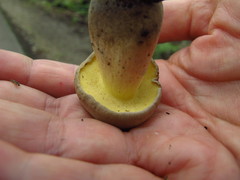 Caloboletus inedulis