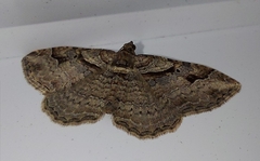 Costaconvexa centrostrigaria