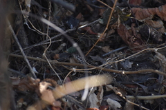 Stenocercus ornatissimus