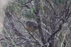 Stipiturus malachurus