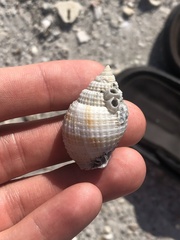 Cancellaria reticulata