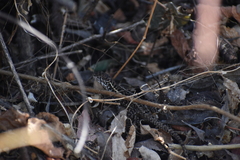 Stenocercus ornatissimus