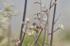 Stipiturus malachurus