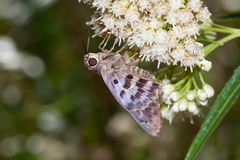 Polygonus leo arizonensis