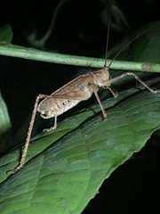 Teleutias
