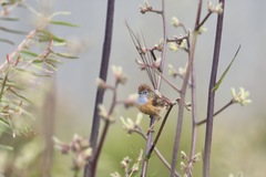 Stipiturus malachurus