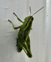 Campylacantha olivacea