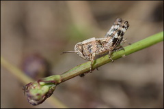 Calliptamus barbarus